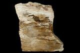 Polished Petrified Wood Stand-up - Sweethome, Oregon #162881-1